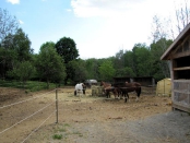 horse-area